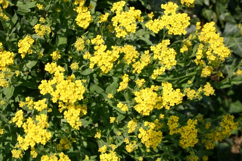 Alyssum montanum 'Berggold' (Berg-Steinkraut)