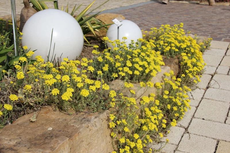 Alyssum montanum 'Berggold' (Berg-Steinkraut)