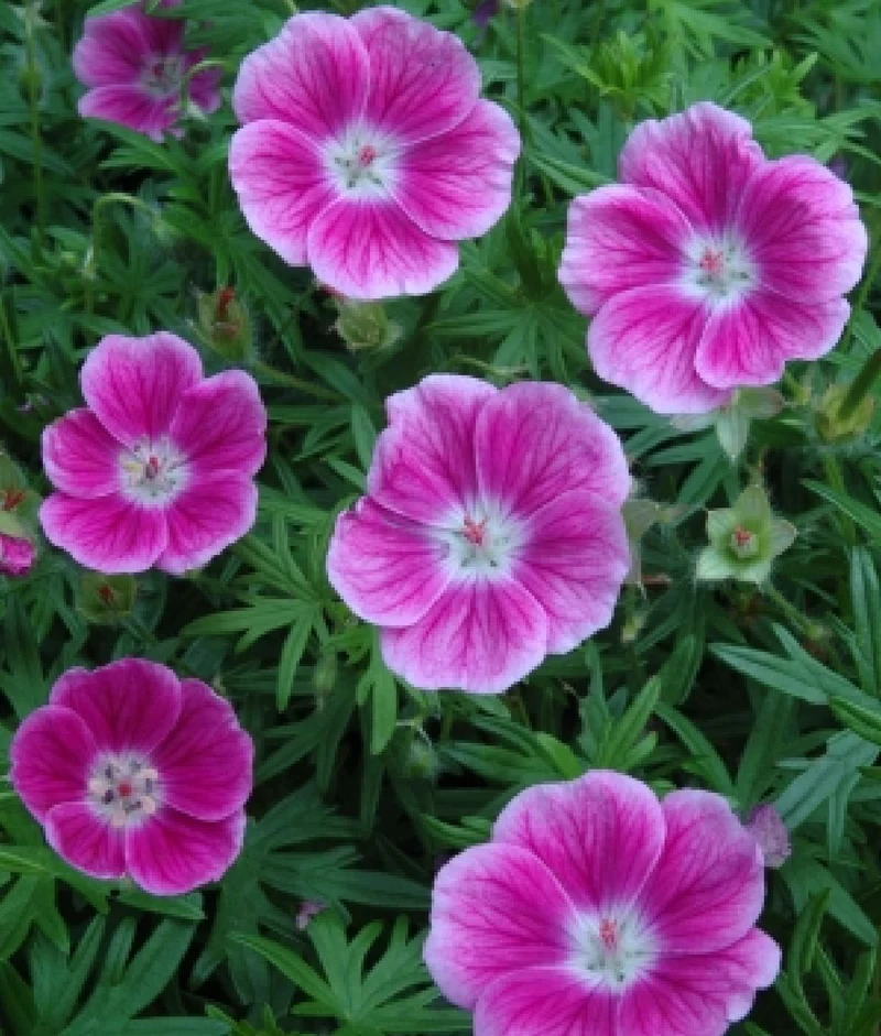 Geranium sanguineum 'Elke' (Blutstorchschnabel)