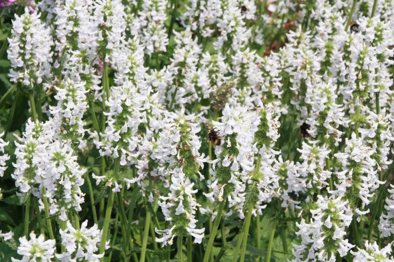 Stachys officinalis 'Summer Snowcone' (Echte Betonie 'Summer Snowcone')