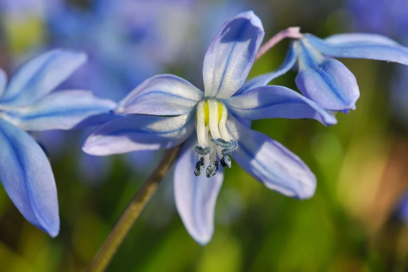 Scilla siberica 'Spring Beauty' (Sibirischer Blaustern)