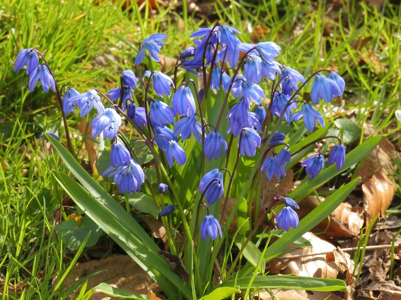 Scilla siberica (Sibirischer Blaustern)