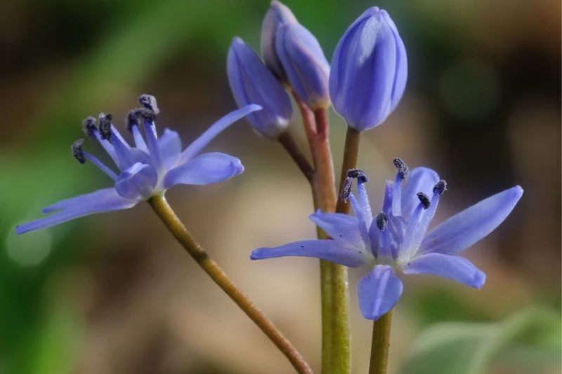 Scilla bifolia (Zweiblättriger Blaustern)