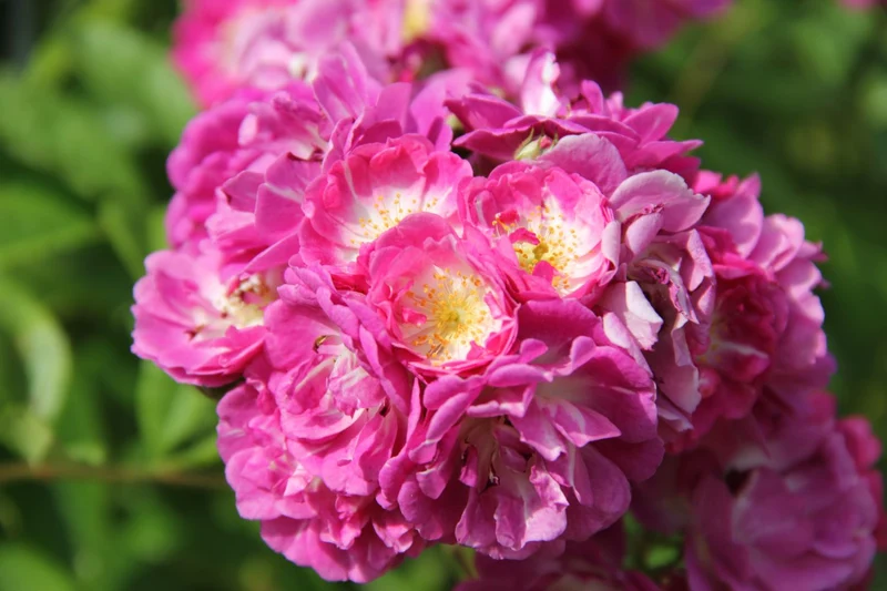 Rose 'Perennial Blue' (Rambler)