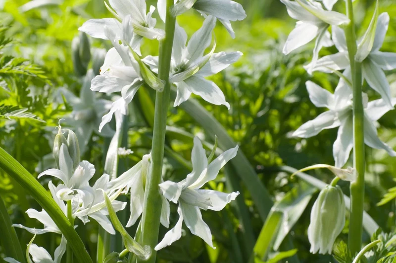 Ornithogalum nutans (Nickender Milchstern)