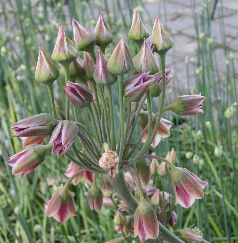 Nectaroscordum siculum ssp. bulgaricum (Bulgarischer Lauch)