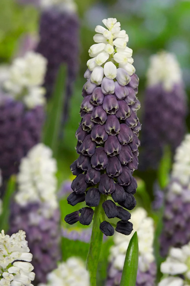 Muscari latifolium 'Grape Ice' (Traubenhyazinthe)
