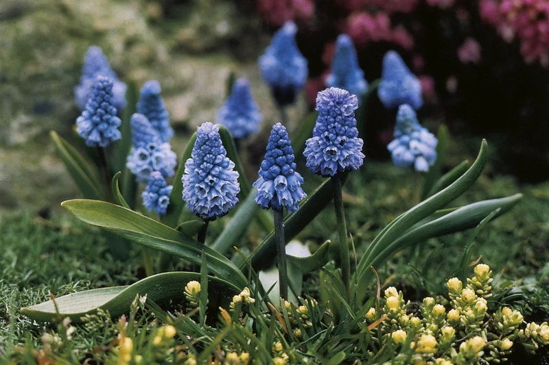 Muscari azureum (Traubenhyazinthe)