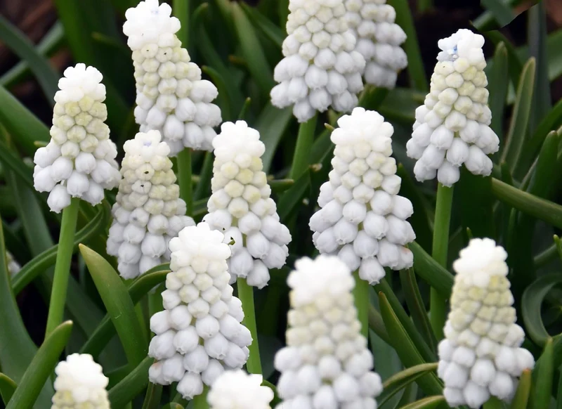 Muscari armeniacum 'Siberian Tiger' ® (Weiße Traubenhyazinthe)