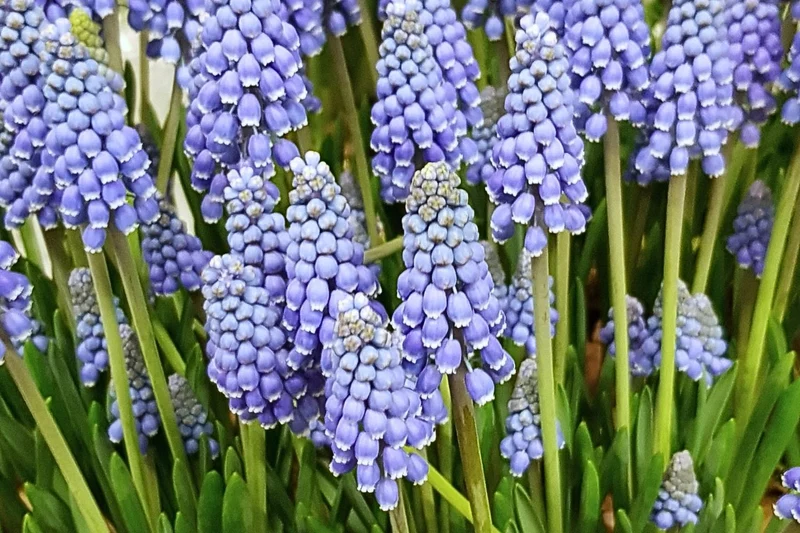 Muscari armeniacum 'Big Smile' (Traubenhyazinthe)