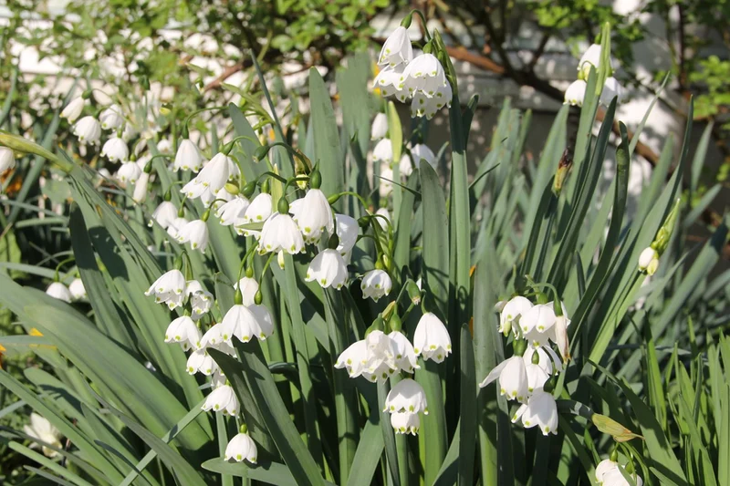 Leucojum aestivum 'Gravetye Giant' (Sommer-Knotenblume)