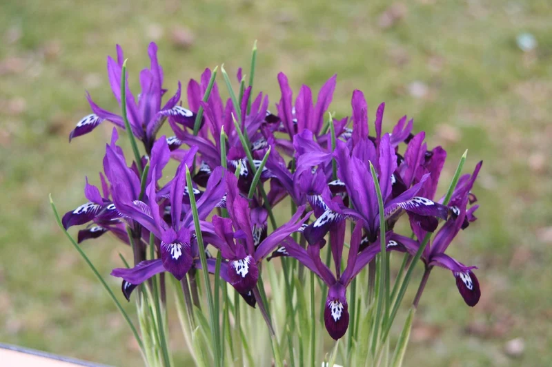 Iris reticulata 'Pauline' (Netzblatt-Schwertlilie)