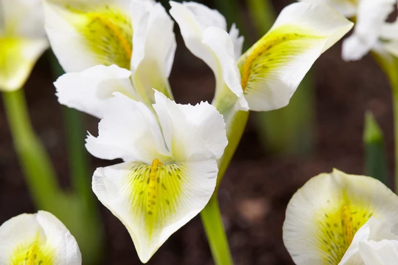 Iris reticulata 'North Star' (Netzblatt-Schwertlilie)