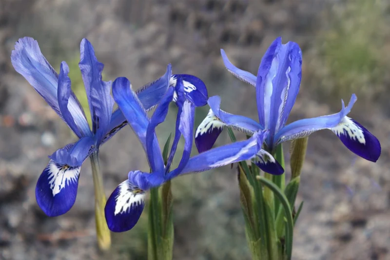 Iris reticulata 'Clairette' (Netzblatt-Schwertlilie)