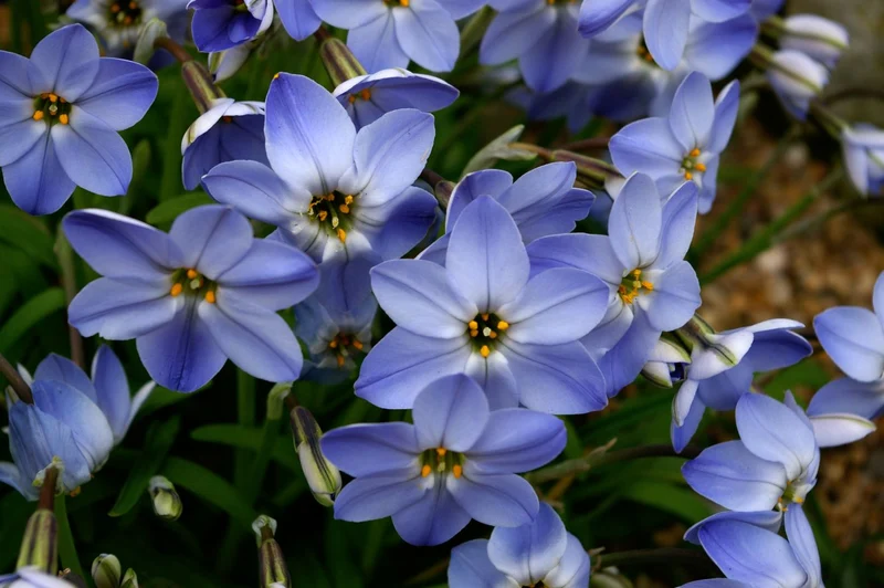 Ipheion uniflorum 'Rolf Fiedler' (Frühlingsstern I Andenknoblauch)
