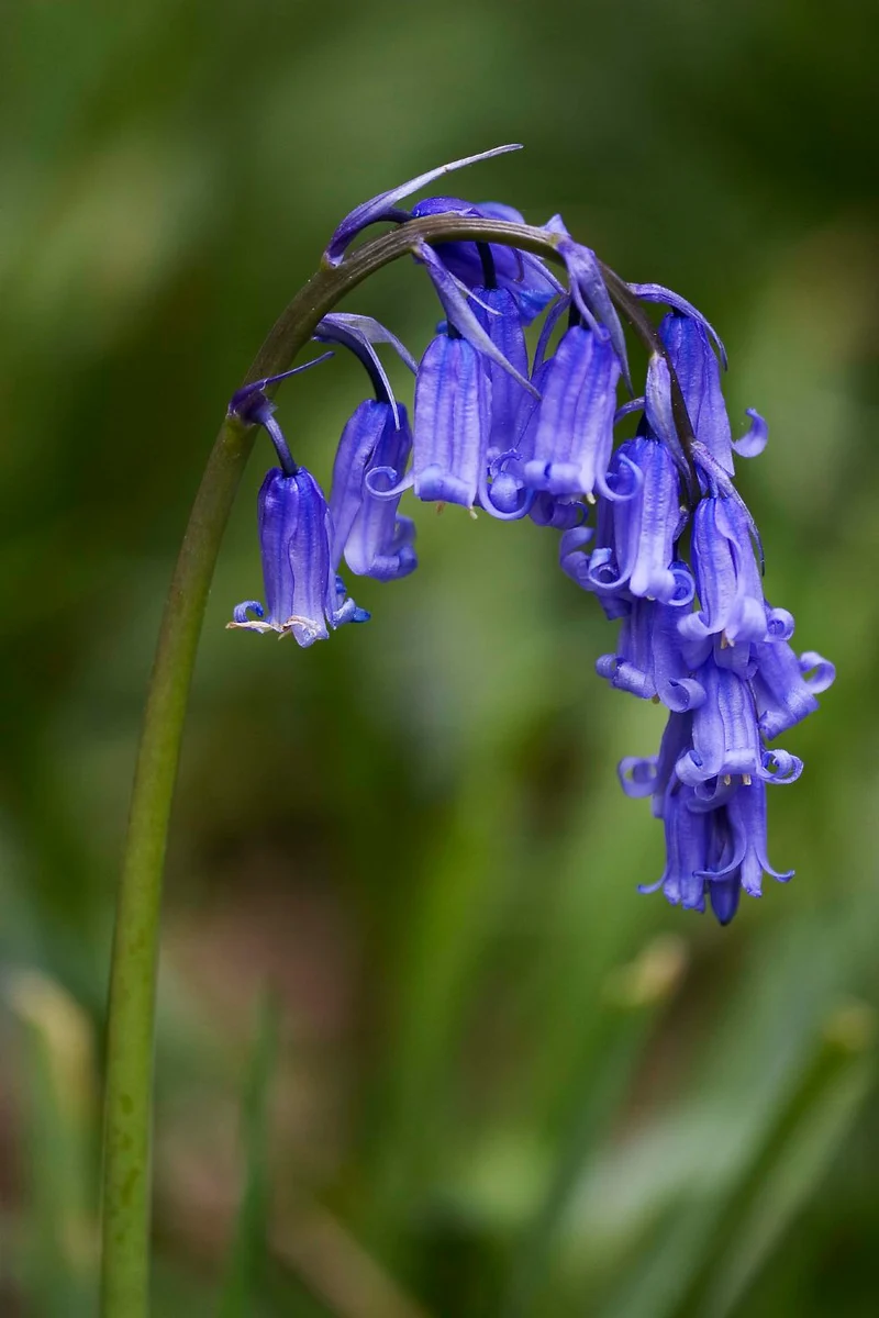 Hyacinthoides non-scripta (Hasenglöckchen I Blue Bell)