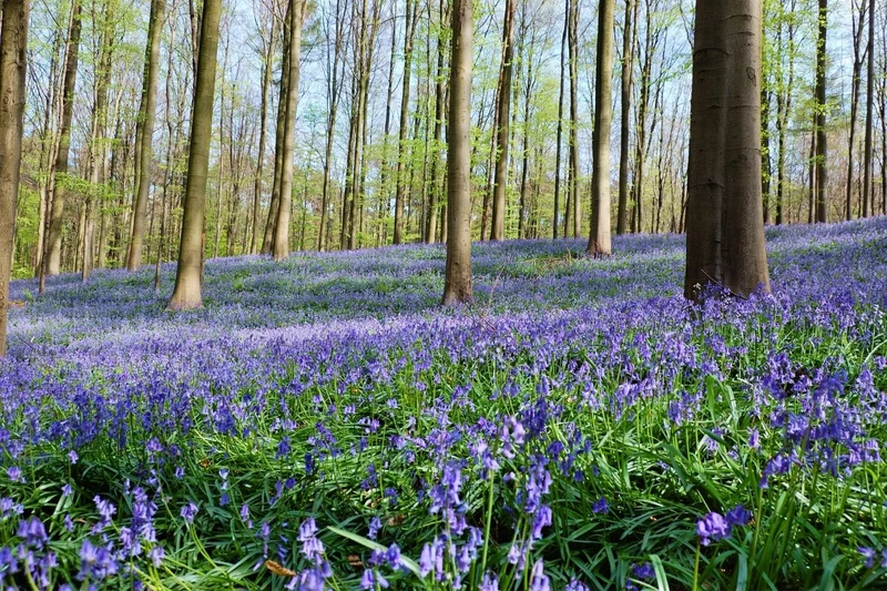 Hyacinthoides non-scripta (Hasenglöckchen I Blue Bell)