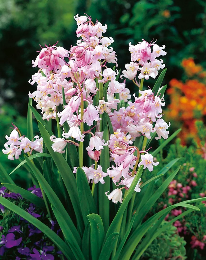 Hyacinthoides hispanica 'Rose Queen' (Spanisches Hasenglöckchen)