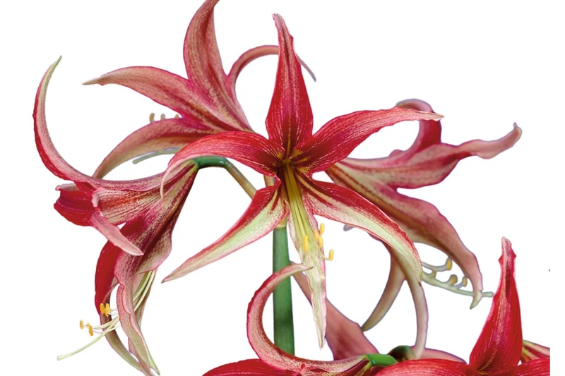 Hippeastrum cybister 'La Paz' (Amaryllis | Ritterstern)