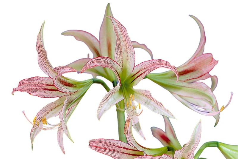 Hippeastrum cybister 'Emerald' (Amaryllis | Ritterstern)
