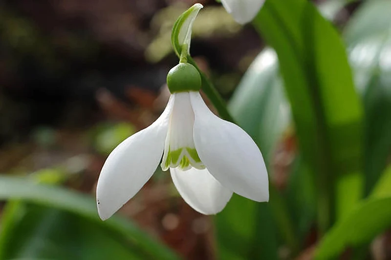 Galanthus woronowii (Woronow-Schneeglöckchen)