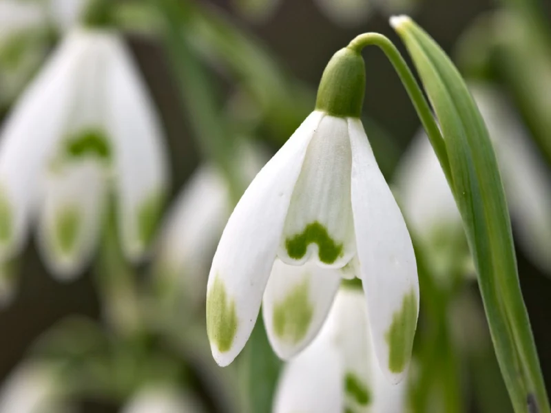 Galanthus nivalis 'Viridi-Apice' (Schneeglöckchen)