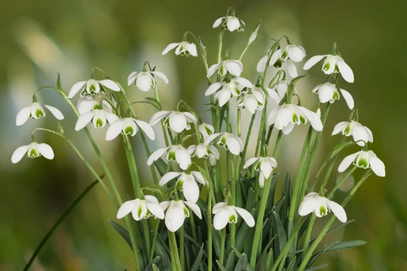 Galanthus nivalis 'Hippolyta' (Schneeglöckchen)