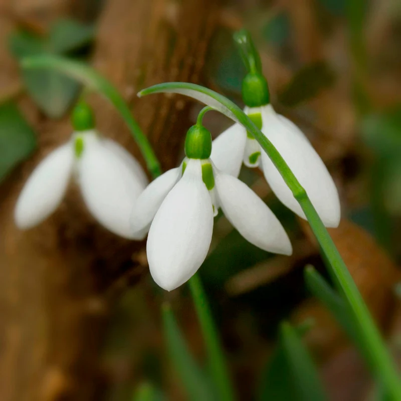 Galanthus elwesii (Türkisches Schneeglöckchen)
