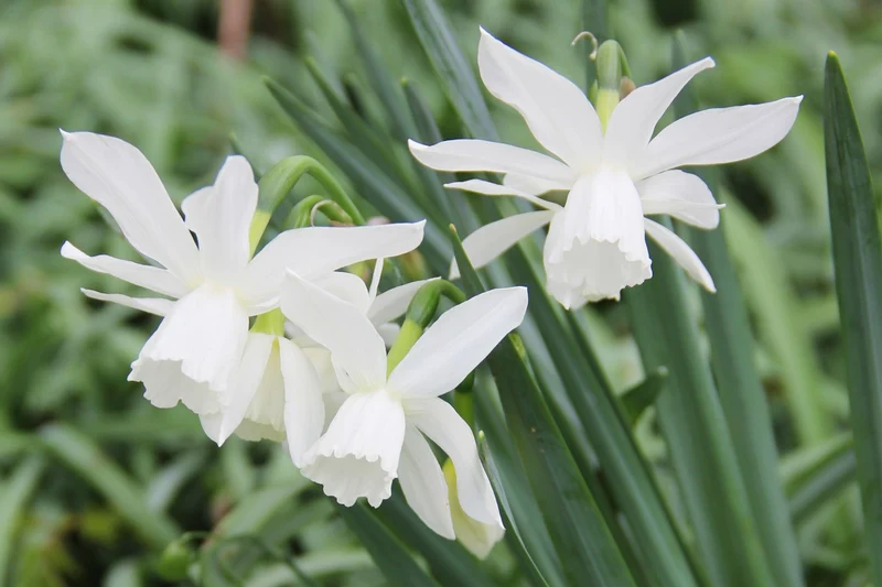 Narcissus triandrus 'Thalia' (Engelstränen-Narzisse)