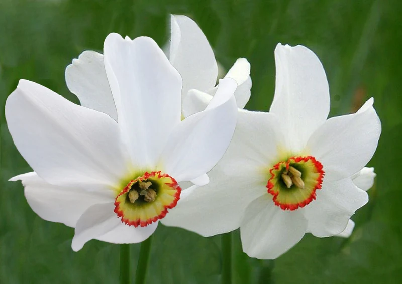 Narcissus poeticus var. recurvus (Gekrümmte Dichternarzisse)