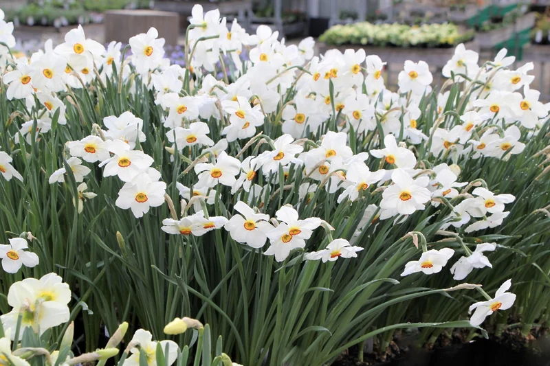 Narcissus poeticus 'Actaea' (Dichter-Narzisse)