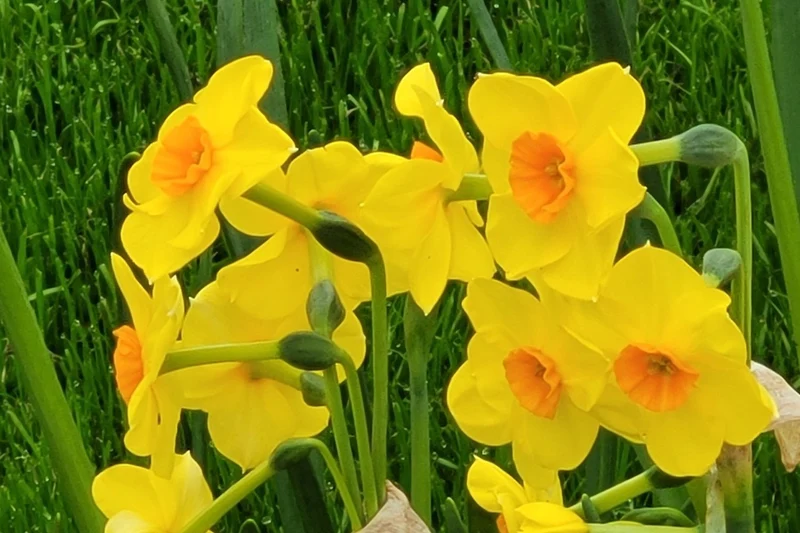Narcissus jonquilla 'Sun Disc' (Jonquilla-Duft-Narzisse)