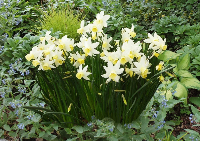 Narcissus jonquilla 'Sailboat' (Jonquilla-Duft-Narzisse)