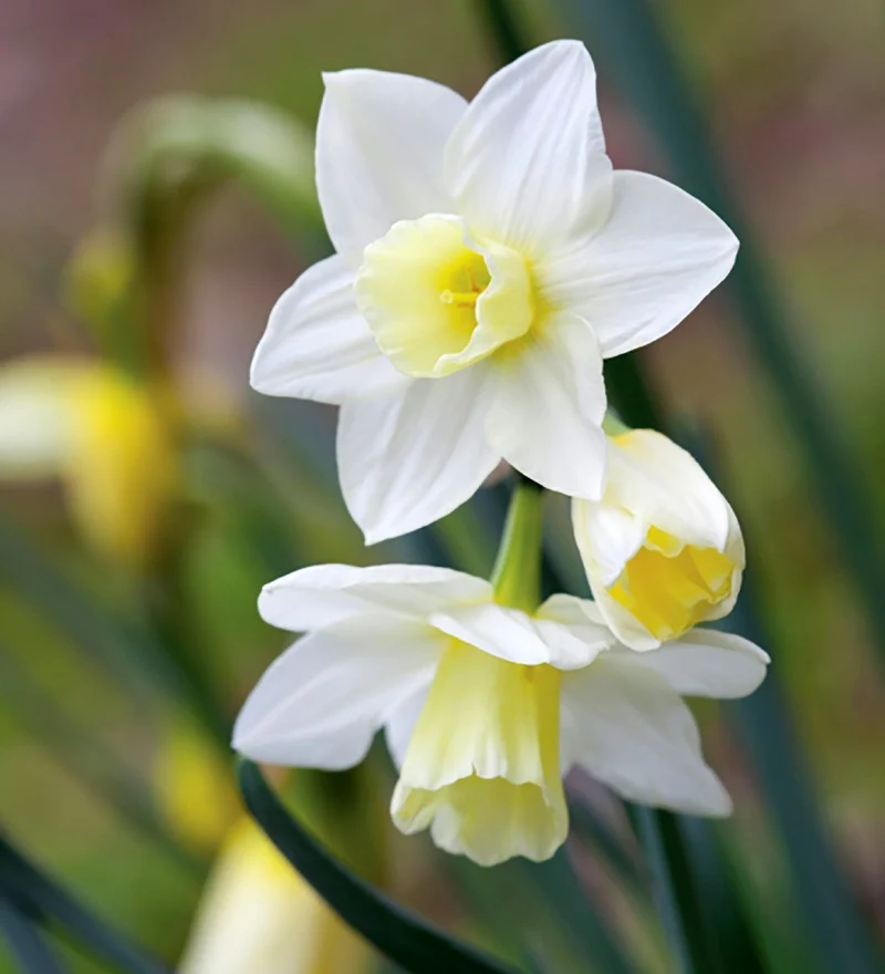 Narcissus jonquilla 'Pueblo' (Duft-Narzisse)