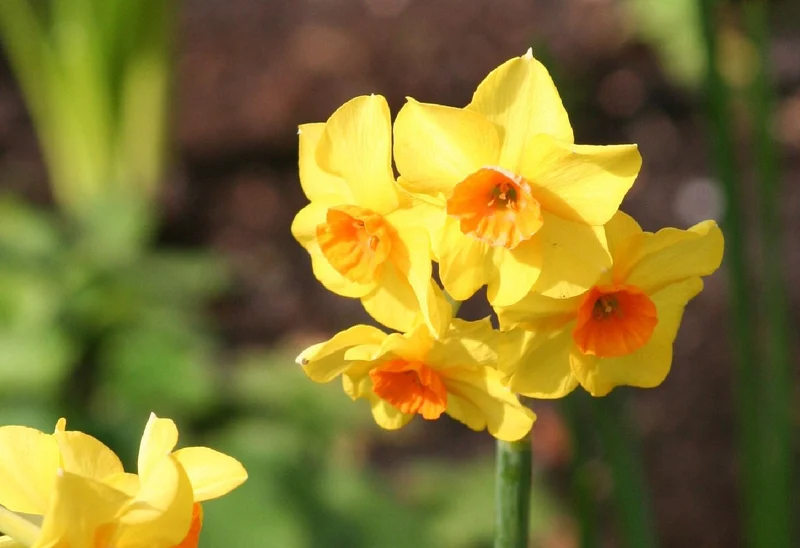 Narcissus jonquilla 'Martinette' (Jonquilla-Duft-Narzisse)