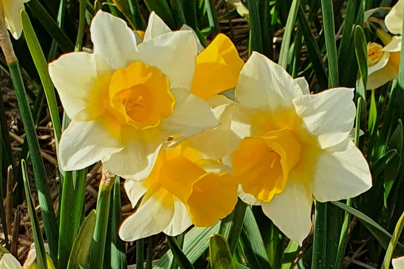 Narcissus jonquilla 'Golden Echo' (Jonquillen-Duft-Narzisse)