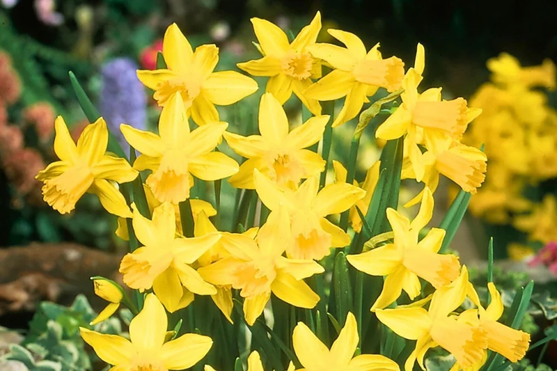 Narcissus cyclamineus 'February Gold' (Alpenveilchen-Narzisse)