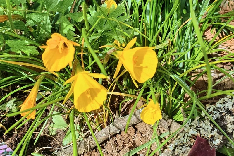 Narcissus bulbocodium conspicuus (Reifrock-Narzisse)