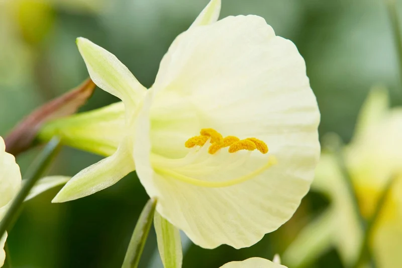 Narcissus bulbocodium 'Arctic Bells' (Reifrock-Narzisse)