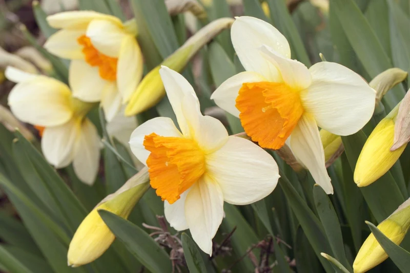 Narcissus 'Salome' (Großkronige Narzisse)