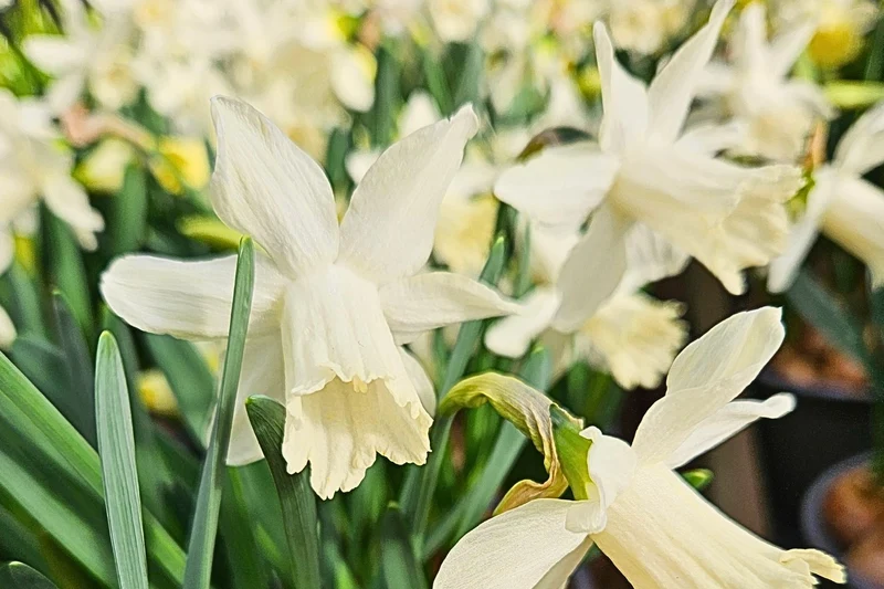 Narcissus 'Ice Baby' (Trompeten-Narzisse)