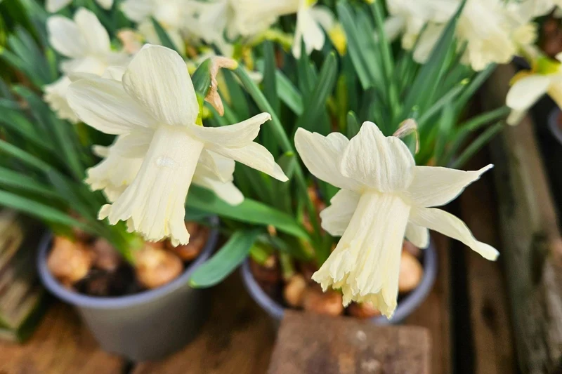 Narcissus 'Ice Baby' (Trompeten-Narzisse)