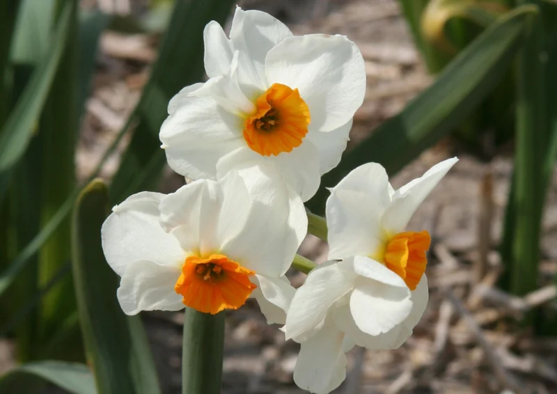 Narcissus 'Geranium' (Tazetta-Duft-Narzisse)