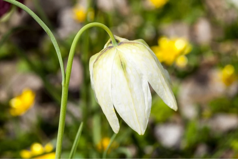 Fritillaria meleagris 'Alba' (Weiße Schachbrettblume)
