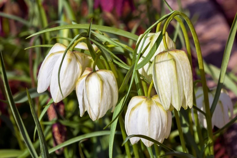Fritillaria meleagris 'Alba' (Weiße Schachbrettblume)