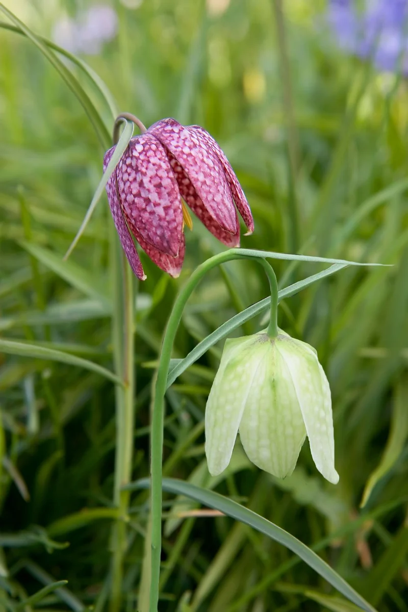 Fritillaria meleagris Prachtmischung (Gewöhnliche Schachbrettblume)
