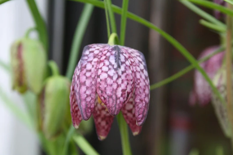 Fritillaria meleagris Prachtmischung (Gewöhnliche Schachbrettblume)