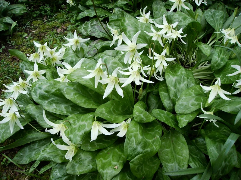 Erythronium revolutum 'White Beauty' (Hundszahn)