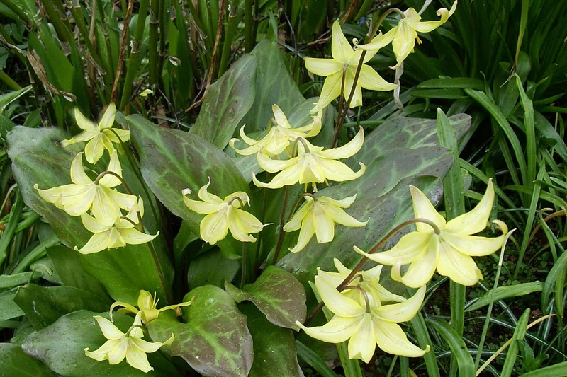 Erythronium 'Pagoda' (Forellenlilie I Hundszahn 'Pagoda')