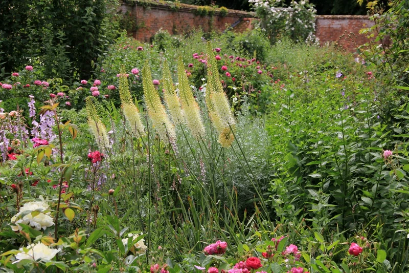 Eremurus stenophyllus ssp. stenophyllus (Schmalblättrige Steppenkerze)